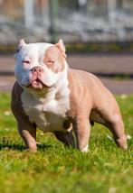 American pocket bully puppy's, Rabiës (hondsdolheid), Overige rassen, 8 tot 15 weken, Meerdere