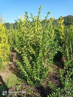 Wilde liguster, ligustrum vulgare 150-175cm struiken, Ophalen of Verzenden, Liguster, Struik, 100 tot 250 cm