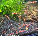 Crystal Red garnalen, Dieren en Toebehoren, Vissen | Aquariumvissen, Kreeft, Krab of Garnaal