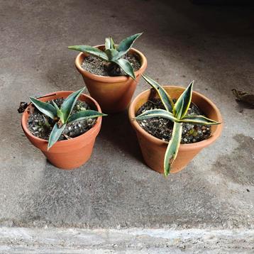 Agave inclusief pot  beschikbaar voor biedingen