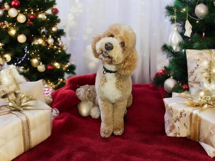 Australian Labradoodle dekreu, Dieren en Toebehoren, Honden | Dekreuen, Reu, Particulier, Eén hond, Nederland, 3 tot 5 jaar, CDV (hondenziekte)