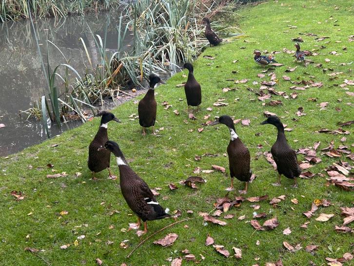 Loopeenden woerden 3 stuks, Dieren en Toebehoren, Pluimvee, Eend, Mannelijk