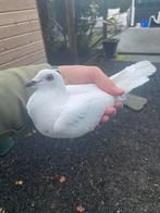 Postduif, Mannelijk, Postduif