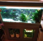 Te koop Aquarium met Malawi Cichlides, Ophalen, Gebruikt, Gevuld zoetwateraquarium
