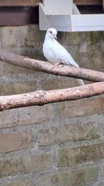 bonte diamant duiven te koop, Dieren en Toebehoren, Vogels | Overige Vogels, Meerdere dieren