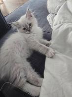 Siberische kittens neva masquerade, Dieren en Toebehoren, Katten en Kittens | Raskatten | Langhaar, Poes, Gechipt, 0 tot 2 jaar