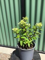 Hydrangea paniculata ‘Pastelgreen’ 25/30 cm C2, Ophalen, Hortensia, Struik, Minder dan 100 cm