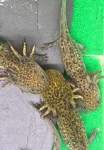 Axolotl Iridophores Starburst (B), Dieren en Toebehoren, Vissen | Aquariumvissen