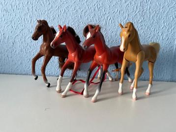 Grand champion veulens beschikbaar voor biedingen