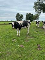 Stamboek vaars 100% Holstein zeer goede melklijst, Mannelijk