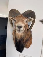 Mooie opgezette Mouflon Kop, Ophalen of Verzenden, Gebruikt