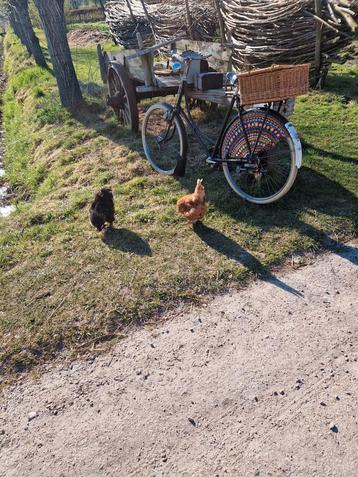 Prachtige Staphorster oldtimer uit 1949! beschikbaar voor biedingen