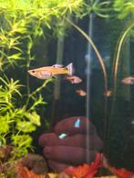 Guppen gratis ophalen of ruilen tegen een gele of blauwe gup, Dieren en Toebehoren, Vissen | Aquariumvissen, Vis