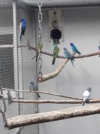 Hooded parkieten, Dieren en Toebehoren, Meerdere dieren, Parkiet, Geringd