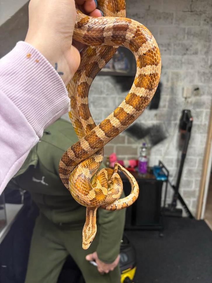 Rattenslang man van 2019