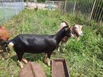 Toggenburger geiten, Dieren en Toebehoren, Schapen, Geiten en Varkens, Vrouwelijk, Geit, 3 tot 5 jaar