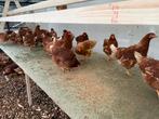 Jonge bruine legkippen - legkip - kip - leghen, Dieren en Toebehoren, Vrouwelijk, Kip
