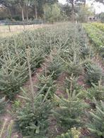 Abies fraseri, Tuin en Terras, Ophalen, Volle zon, Overige soorten, 100 tot 250 cm