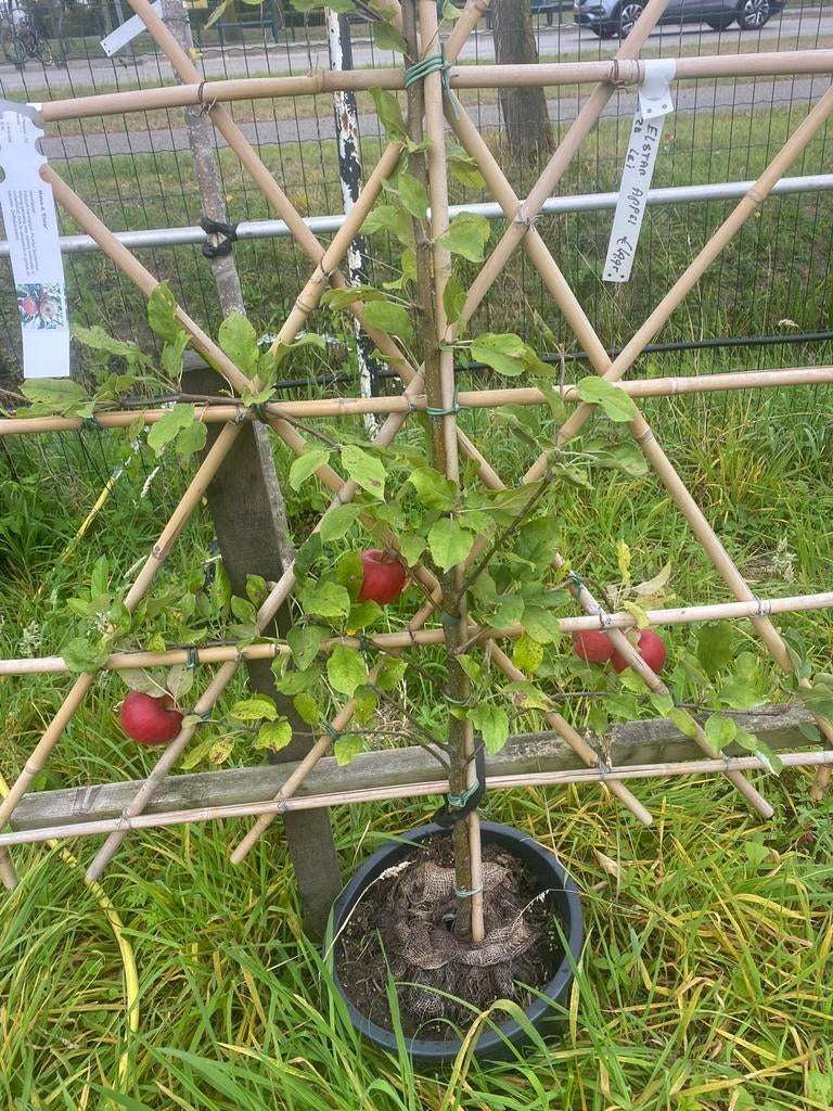 Lei duurzaam gekweekte fruitbomen voor fruit uit eigen tuin
