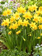 Narcissen bollen Tete a tete  100 v €20,-, Ophalen of Verzenden