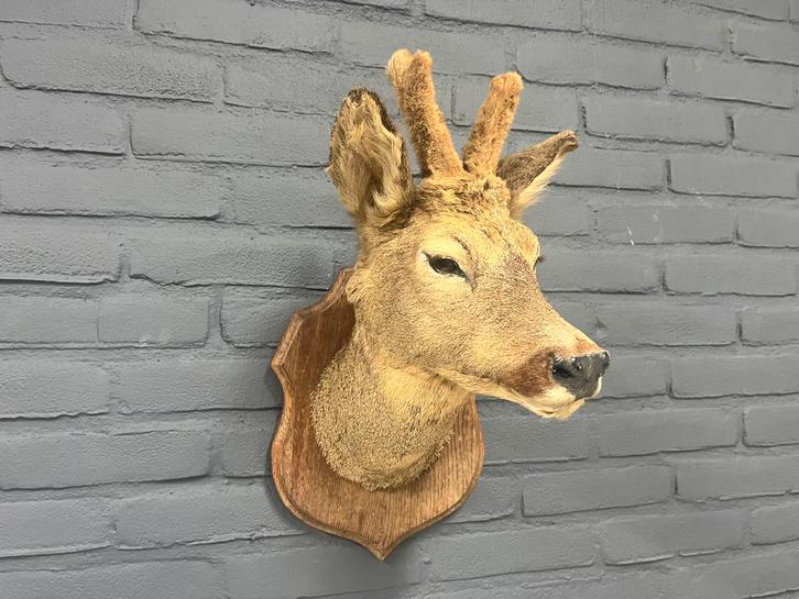 Opgezette hertenkop op schild, Antiek en Kunst, Antiek | Woonaccessoires, Ophalen of Verzenden