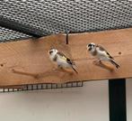 Major Putters Te Koop, Dieren en Toebehoren, Vogels | Overige Vogels, Mannelijk, Wildzangvogel, Geringd
