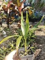 Ravanea Rivularis, Palm, Ophalen of Verzenden, In pot, Minder dan 100 cm