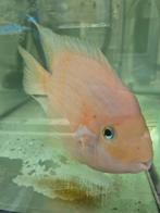 Te koop: Papegaai cichlide. Mannetje. 22-25 cm, Dieren en Toebehoren, Vissen | Aquariumvissen, Vis