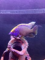 Aulonocara maylandia man, Dieren en Toebehoren, Vissen | Aquariumvissen, Vis