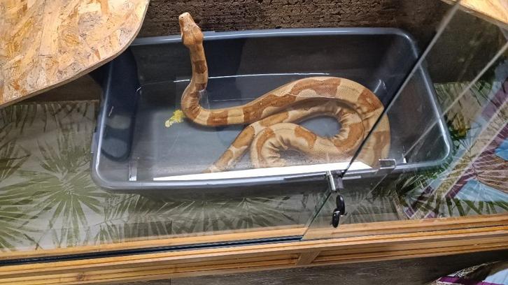 Tekoop 7 boa constrictor