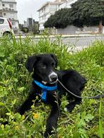 Teddy pup verblijft in Cyprus, Dieren en Toebehoren, 15 weken tot 1 jaar, Buitenland, Parvo, Eén hond