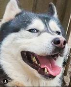 Husky teefje zoekt een nieuw thuis, Rabiës (hondsdolheid), Teef, Poolhond, Eén hond