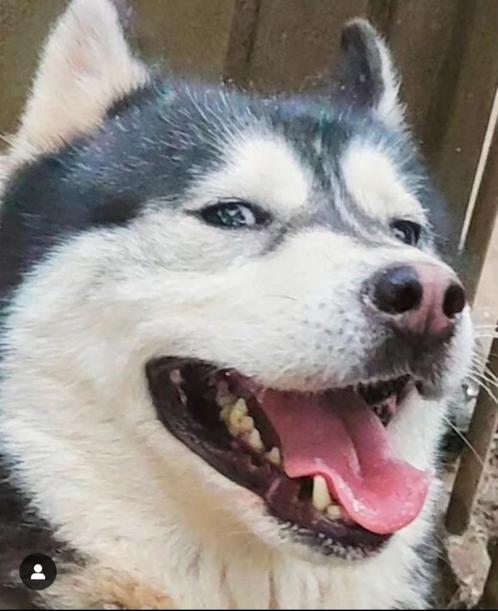 Husky teefje zoekt een nieuw thuis, Dieren en Toebehoren, Honden | Poolhonden, Keeshonden en Oertypen, Teef, Poolhond, Particulier