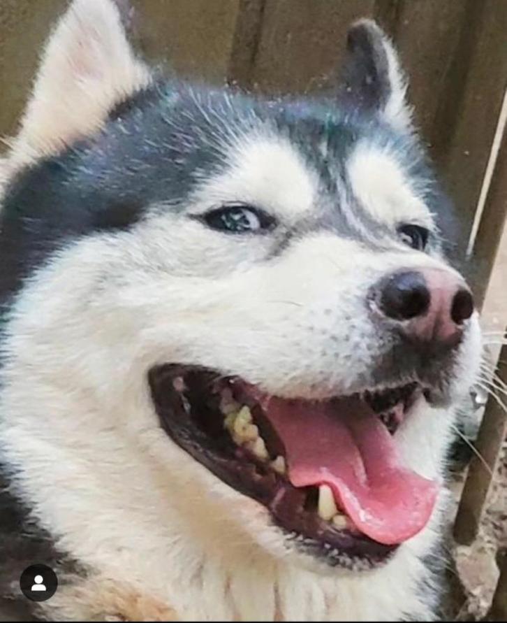 Husky teefje zoekt een nieuw thuis, Dieren en Toebehoren, Honden | Poolhonden, Keeshonden en Oertypen, Teef, Poolhond, Particulier
