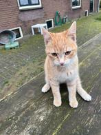 Poesje met handicap, maar leeft er normaal mee. 6 mnd oud, Dieren en Toebehoren, Katten en Kittens | Overige Katten, Poes