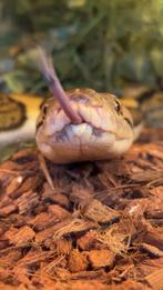 Retic dwarf, Slang