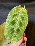 Maranta Light Veins, Huis en Inrichting, Kamerplanten, Ophalen of Verzenden, Halfschaduw, Minder dan 100 cm