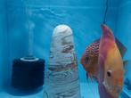 Discus koppel, Dieren en Toebehoren, Vissen | Aquariumvissen, Vis