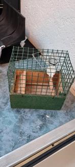 Lokkooitje, Dieren en Toebehoren, Ophalen of Verzenden