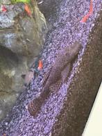 Borstelneus algeneter, Dieren en Toebehoren, Vis