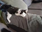 3 lieve kittens, Kater
