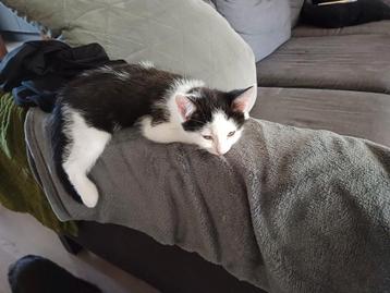 3 lieve kittens  beschikbaar voor biedingen