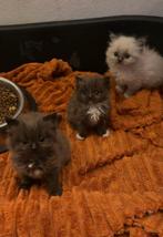 3 prachtige ragdoll kittens, Dieren en Toebehoren, Katten en Kittens | Overige Katten, Meerdere dieren, Langharig