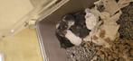 Handtamme rittens/baby ratjes!, Dieren en Toebehoren, Knaagdieren, Meerdere dieren, Rat, Tam