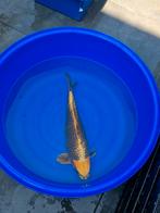 Japanse koi Kin Matsuba te koop 65 cm man van Hirasawa, Dieren en Toebehoren, Vissen | Vijvervissen, Karper of Koi