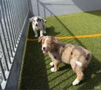 Australische herder pups, aussi pup, België, 15 weken tot 1 jaar, Meerdere, Meerdere dieren