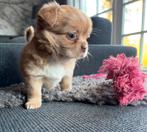 Prachtige kruizing boomer pups, Overige rassen, CDV (hondenziekte), 8 tot 15 weken, Meerdere