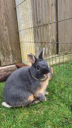 Mooi rammetje - dwergkonijn, Dieren en Toebehoren, Konijnen, Mannelijk, Dwerg