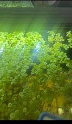 [aquarium] [drijfplant] Salvinia Natans, Dieren en Toebehoren, Vissen | Aquariumvissen, Zoetwatervis, Overige typen