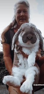 Raszuivere Franse hangoor konijnen,in diverse kleuren, Dieren en Toebehoren, Meerdere dieren, Groot, 0 tot 2 jaar, Hangoor